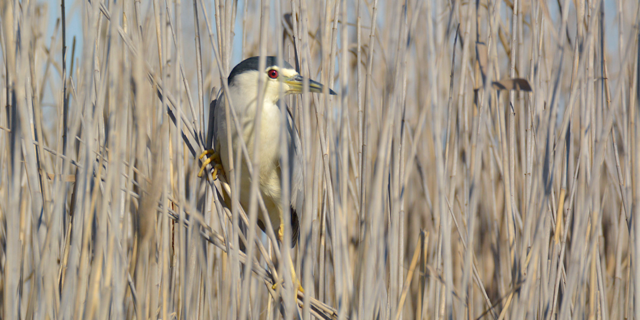 Birdlife on the Berg River