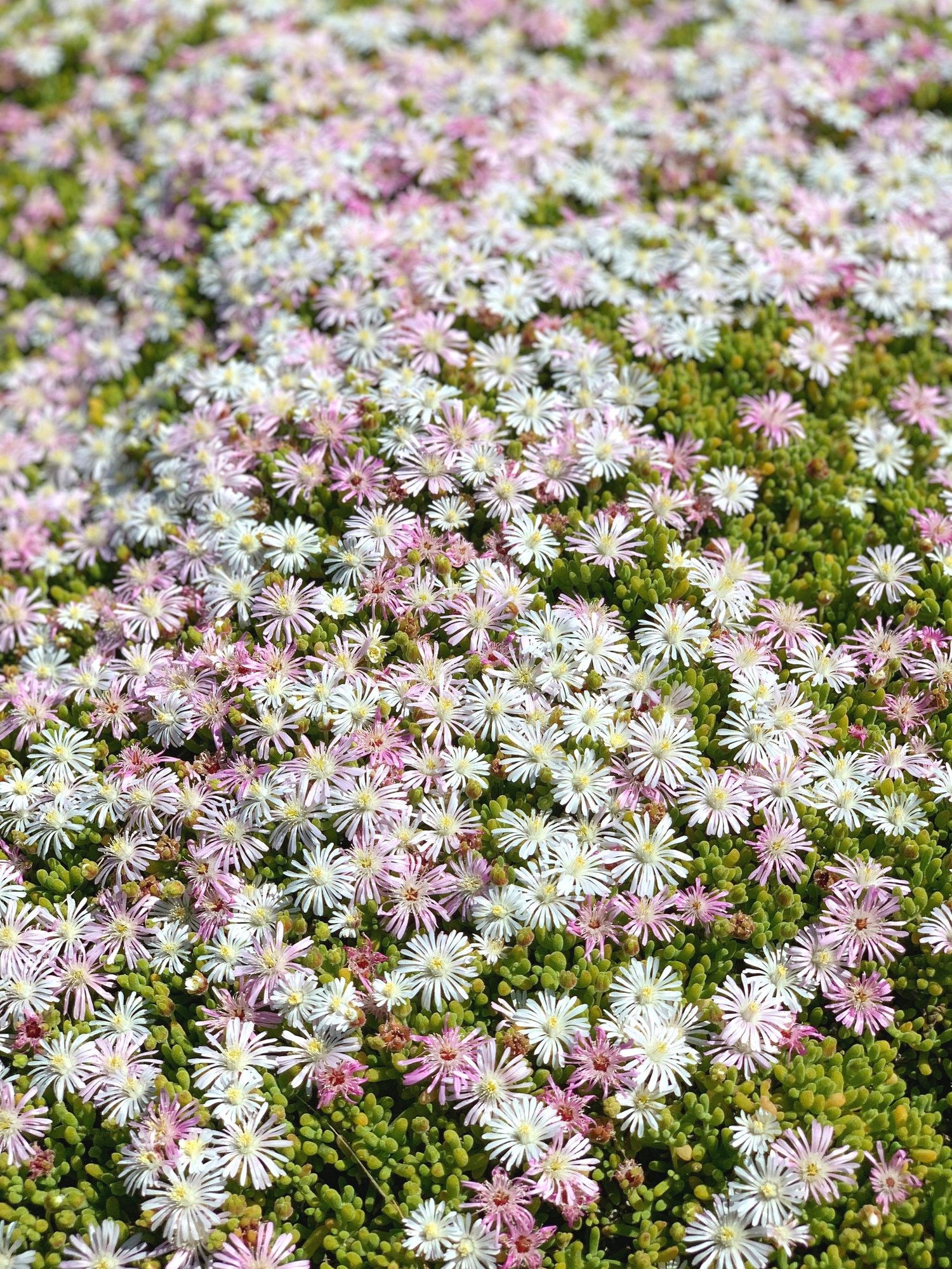 Guided bush hike on the West Coast