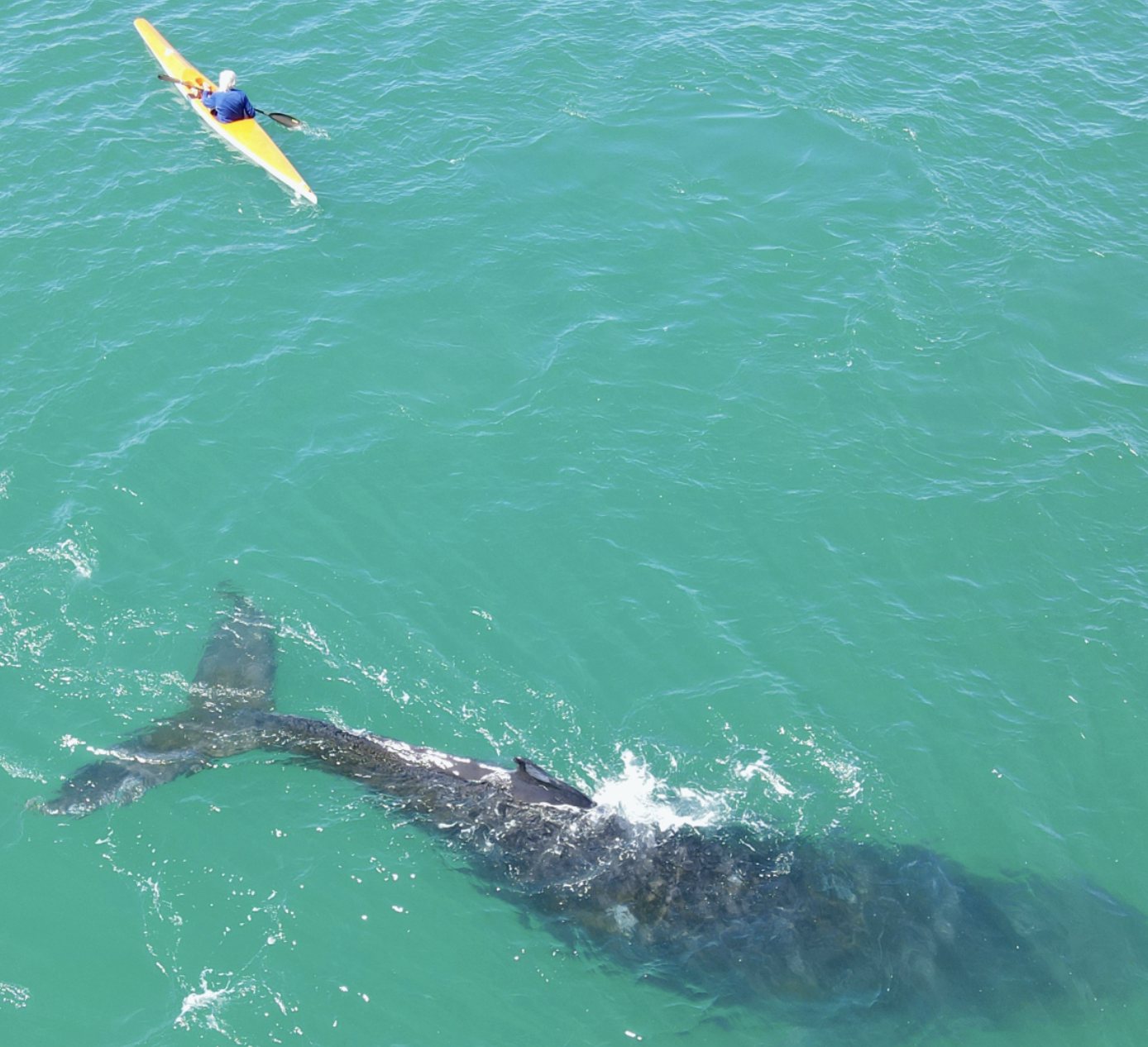 A whale beside a kayak off Paternoster