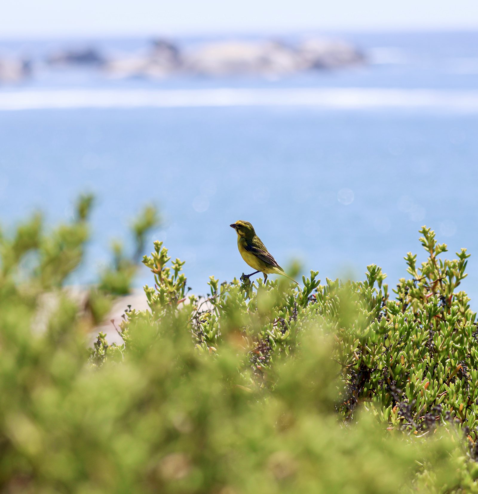 A bird in the coastal vegetation of the West Coast National Park